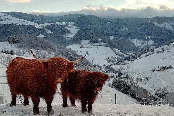 Schottische Hochlandrinder vom Gipfhof