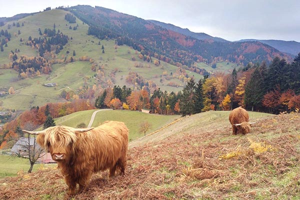 Unsere Schottischen Hochlandrinder genießen den Schwarzwald