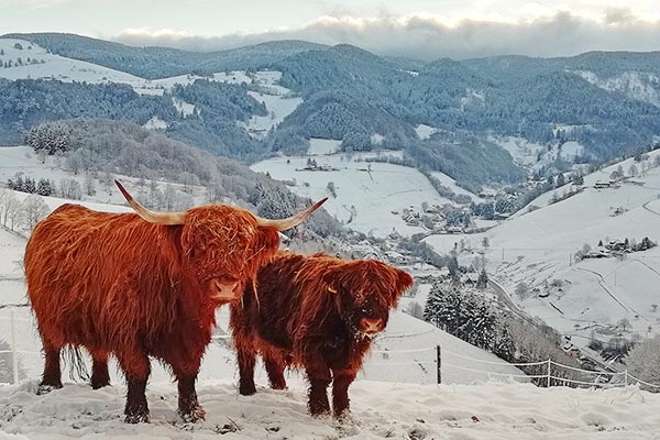 Unsere Schottischen Hochlandrinder genießen den Schwarzwald